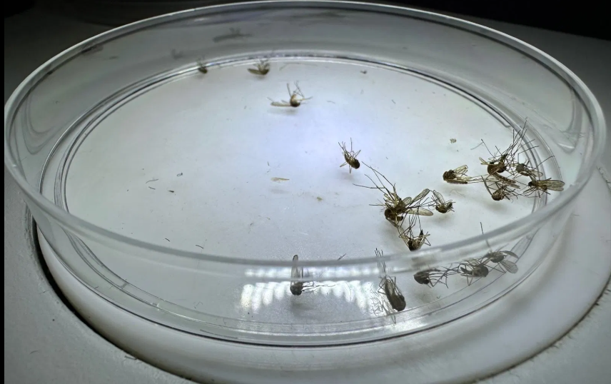Choosing your insect repellent: key facts on DEET, picaridin, and natural choices