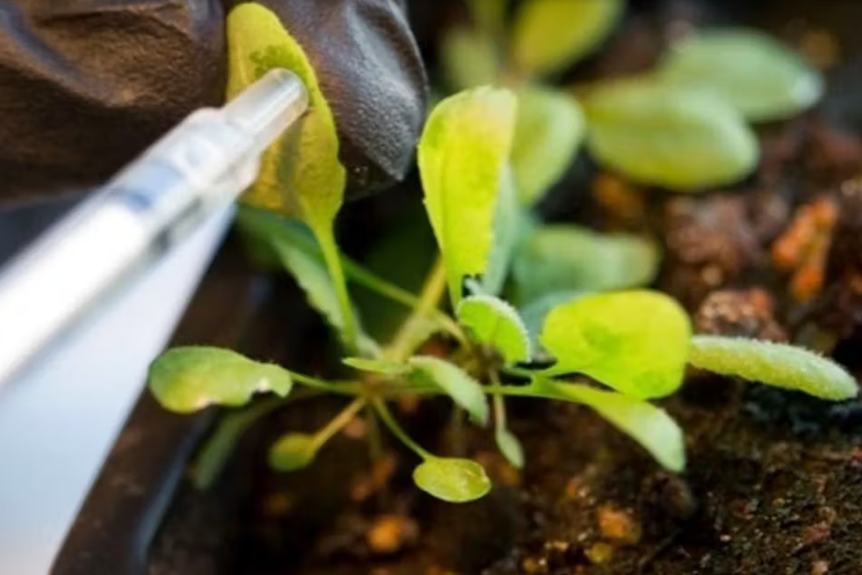 NIR fluorescent nanosensor detects plant growth hormone